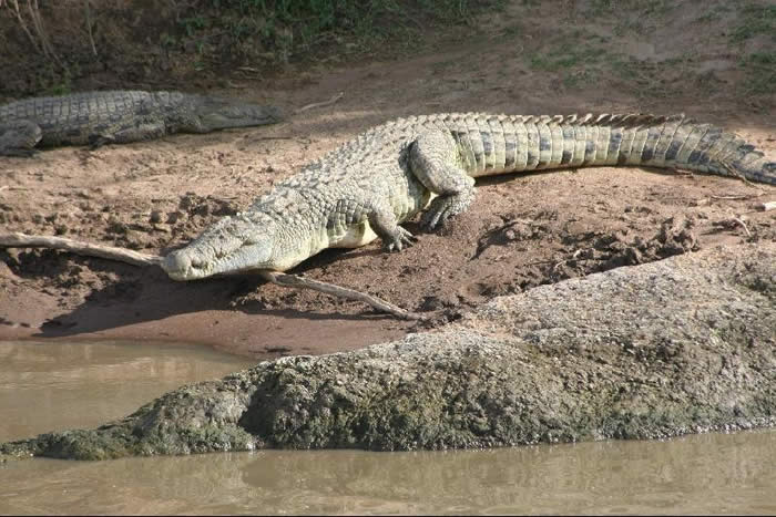 Crocodiles 