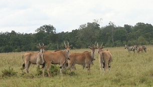 Eland