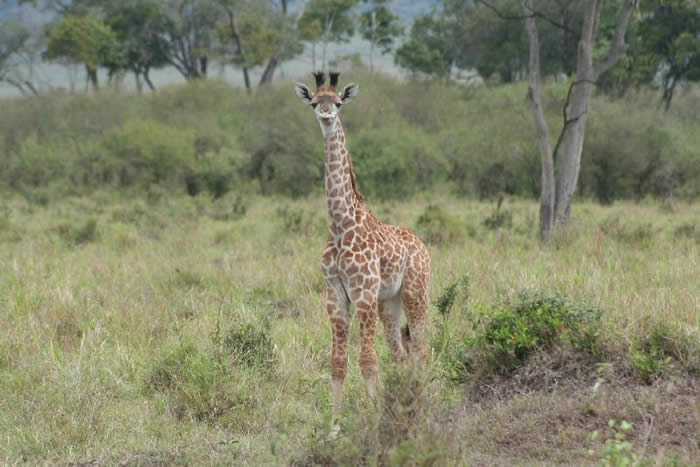 Giraffe Calf