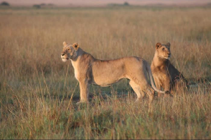 Lionesses