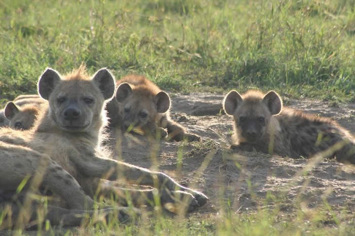 Hyenas